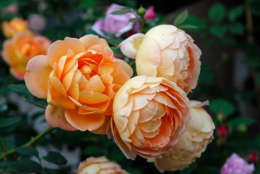 喜欢玫瑰，首选此款“精品玫瑰”夏洛特夫人，花开雍容华贵！美