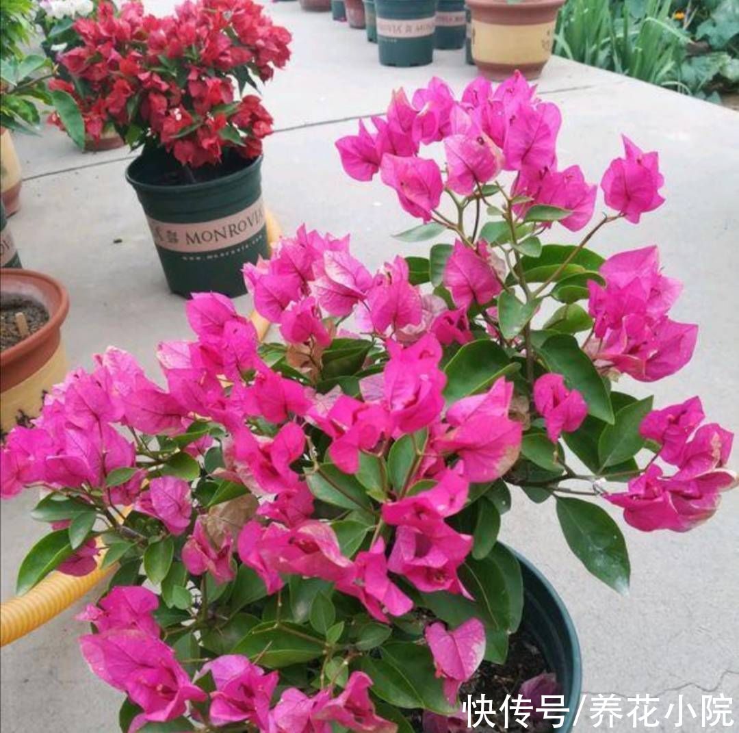 秋天|秋天让三角梅开花，只需给它做好这3点，开花又多又鲜艳