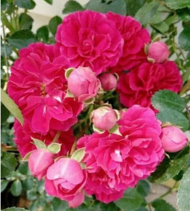 夏天家里养此款花,花期长花量大,花开香飘溢满屋,阳台变花园