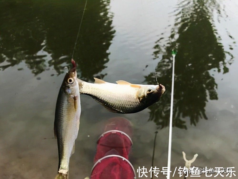 冬钓该如何用饵？几个要点掌握好了，渔获自然不是问题