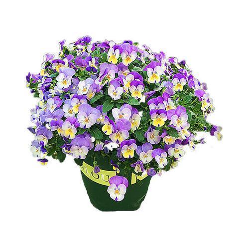 养花浇什么水好