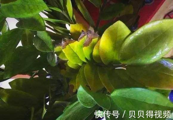 冬季金钱树黄叶不知道怎么办，试试这些办法，保准绿的流油