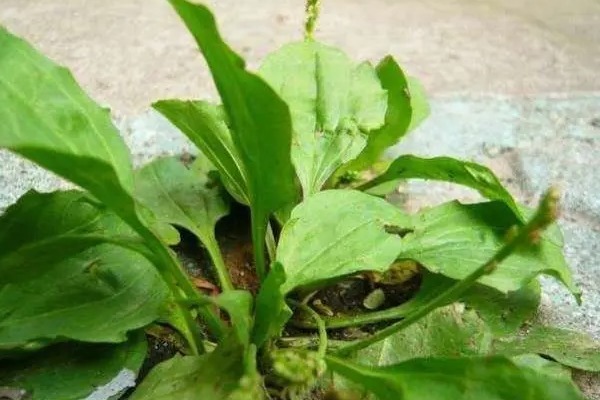 用车前草|喝“车前草”泡的水，对身体有以下好处，药用价值很高！