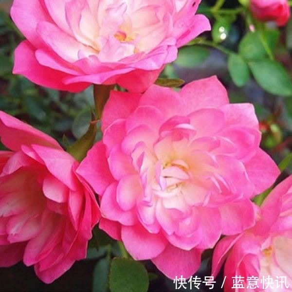 这花咋长的月季的身体却开出朵朵莲花，香气袭人太带劲！