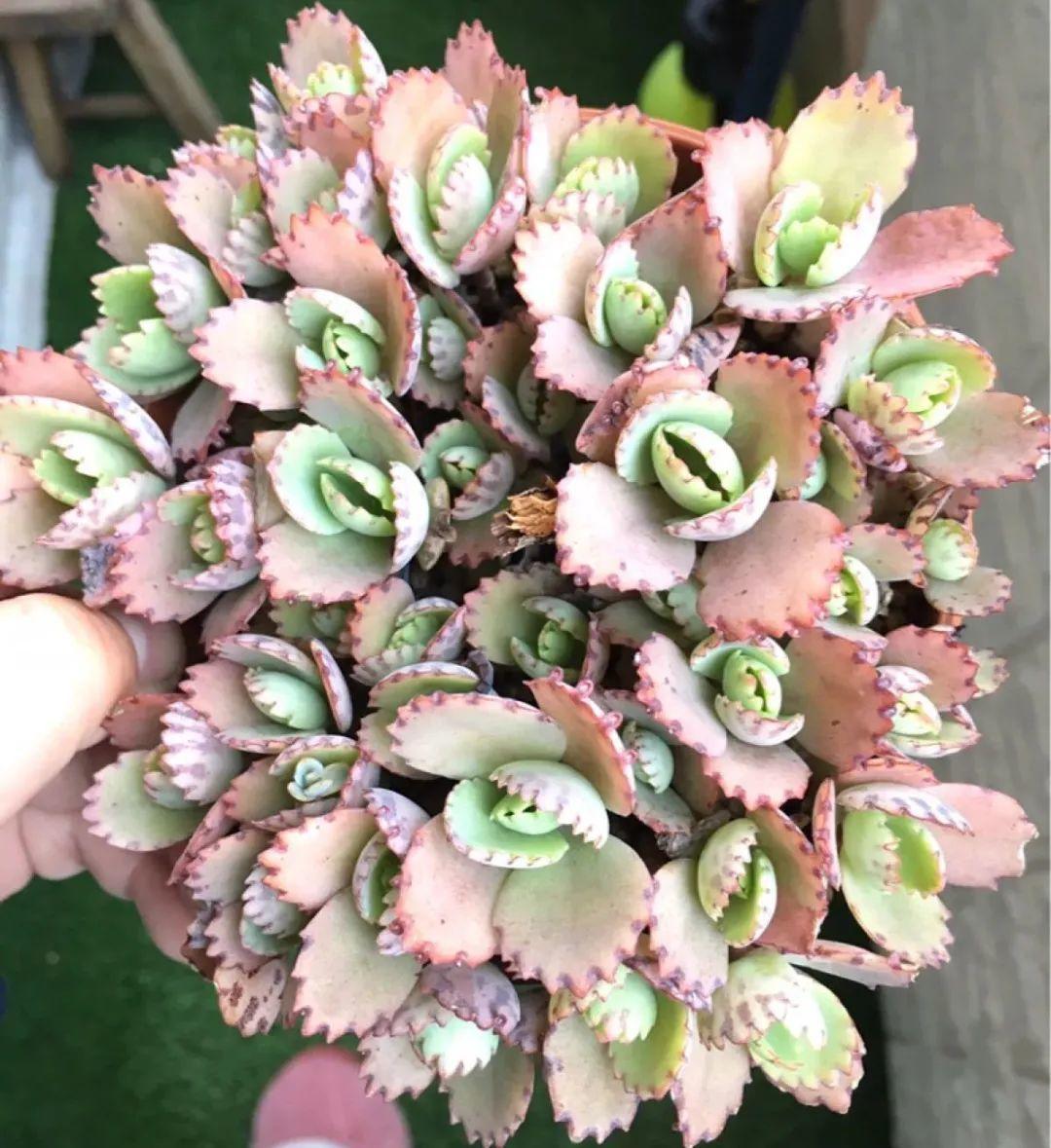 10种“养不死”的花,绿萝只能排最后一名,养死3种以上的举手