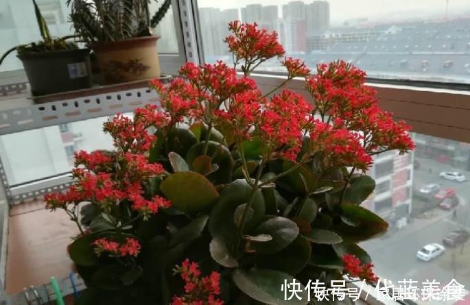 养不死的长寿花品种,因为“好养”被淘汰,新手养最合适!