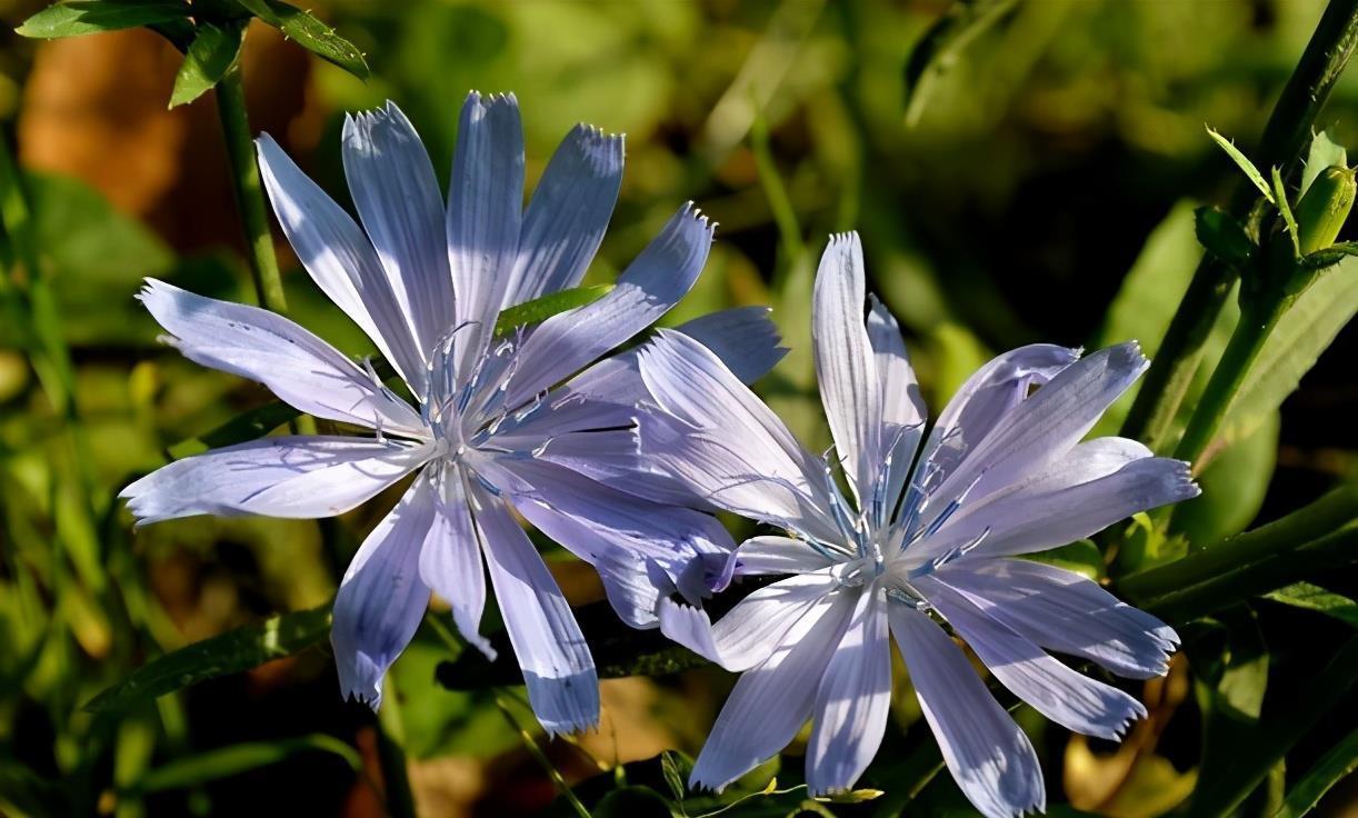 养花|不养花还可以种菜，栽1盆菊苣，既能观赏又能食用，好处多多
