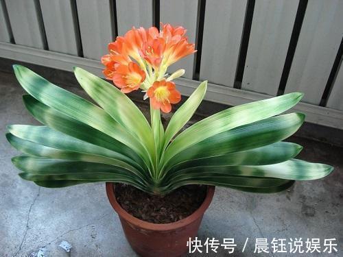 坏习惯|君子兰怎么养得好这3个坏习惯先改掉，不然不开花长得慢