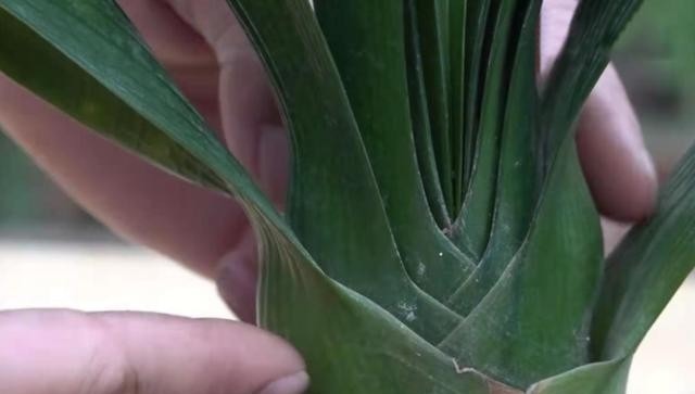 发现君子兰“鼓大包”,一定要重视,原因有3个,其中两个是惊喜