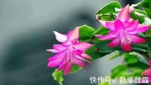 花期|张大妈入秋养蟹爪兰，用“这招”，不但长得快，而且开花多