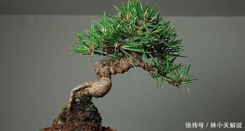 根系|玩盆景重在养坯,养坯阶段的5件事不能急于求成,不然会适得其反