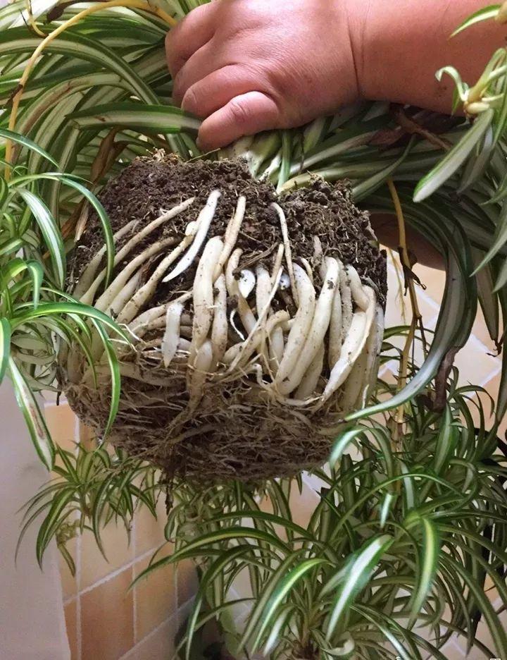 蟹爪兰|长寿花换盆,切忌越换越大,一直用小盆养才好!
