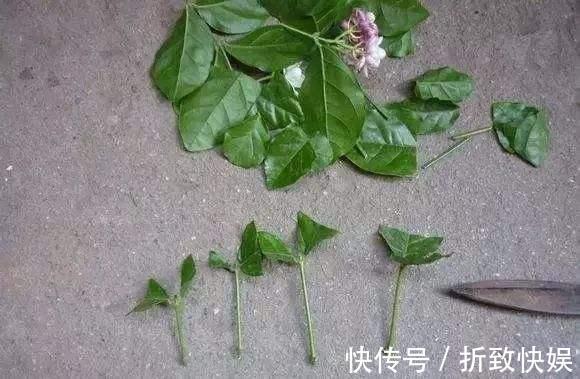 3种花掐点枝就能来个“大变身”，一盆变多盆，成活率高，生长快