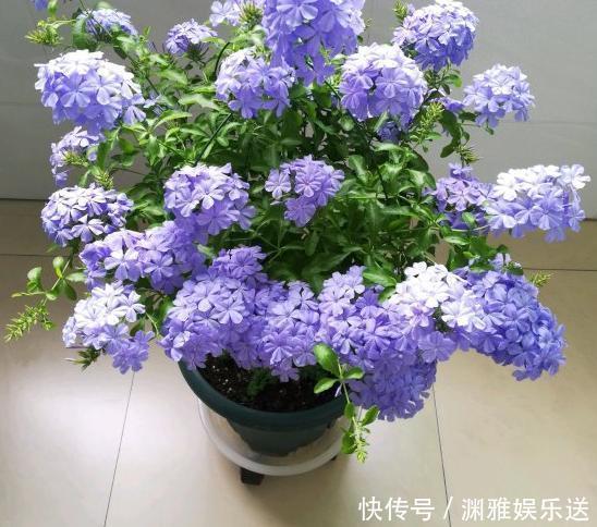 想贪便宜又想养花,冬天就买这3样盆栽,来年开春嗖嗖开花