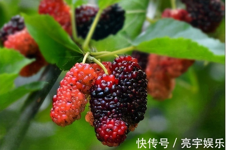 含有|人到中年,坚持每天吃三种食物,保护肠胃,保护心血管,身体健康