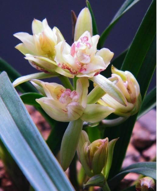 它是兰花的魁首,花型少见颜值高,曾经价格昂贵,现在走进百姓家