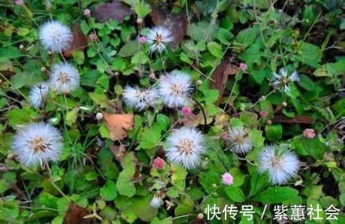 野草|农村的一种野草，对皮肤瘙痒有帮助，平时看见了不要忘了采摘