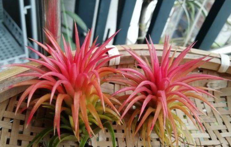 家里阳台养此款花,新手也能养爆盆,花开枝繁叶茂,美