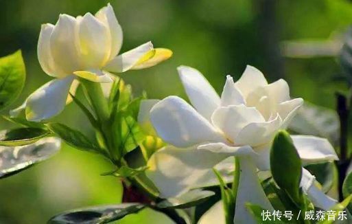 养此款花卉,很好养,四季开花,花色美丽,种植容易,盆栽养花选它