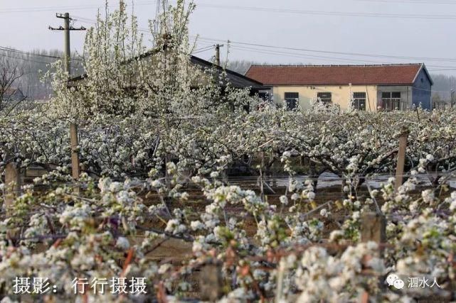 快乐老家：难忘醉美泗水梨园春