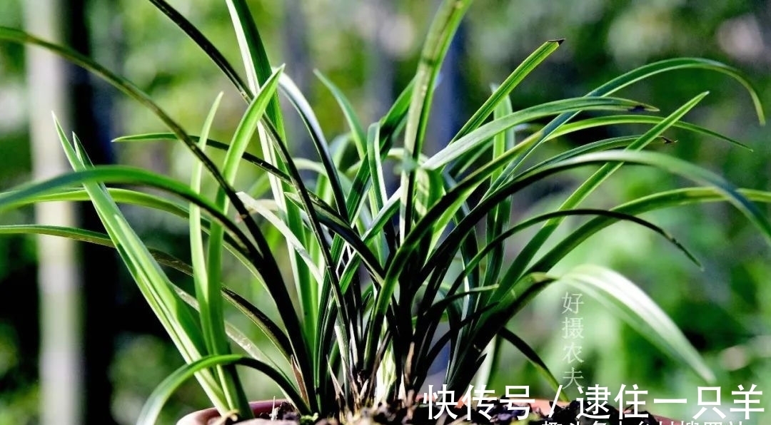 什么叫兰花服盆？兰友：这么说就明白了