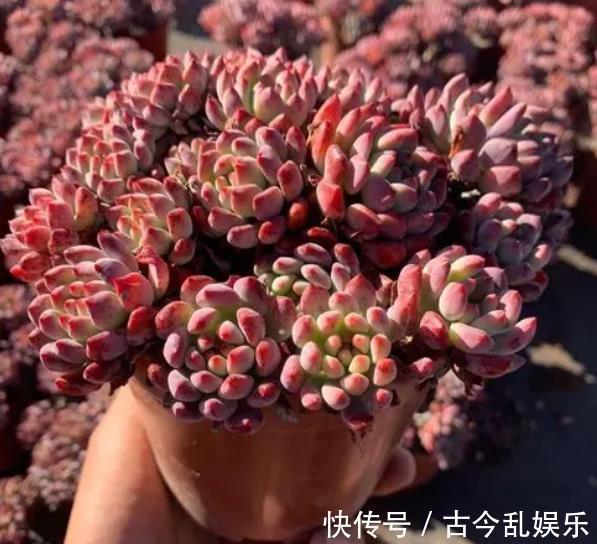 多肉蓝|秋天养多肉蓝苹果，“心狠手辣”长势好，养出极致状态美极了