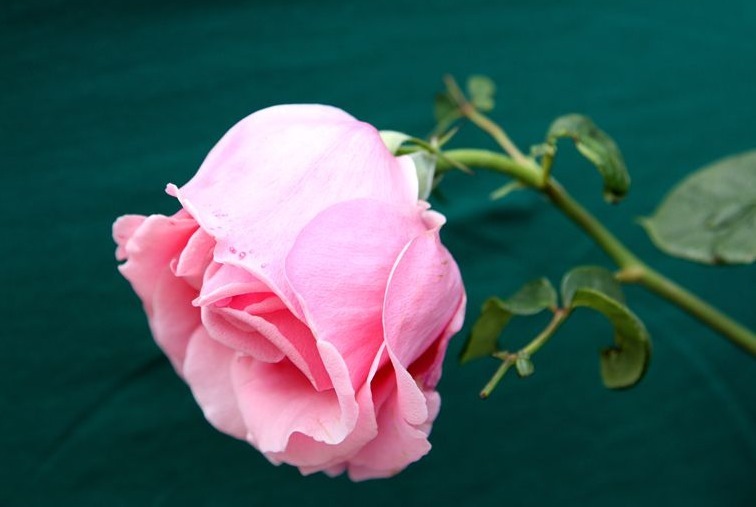 养护月季,还用黄豆水试试这“2种肥”,开花又大又漂亮