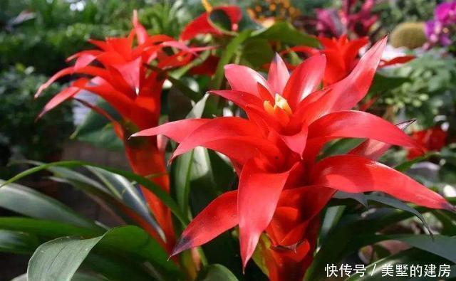 这三种花千万不能晒,一晒就变黄,再也救不过来