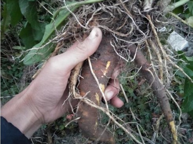 脚气|长在河边的“野菠菜”,用它洗头能使头发乌黑锃亮,治脚气有奇效