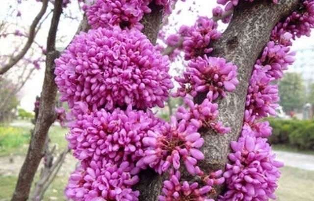 紫荆花树|紫荆花早春叶前开放，无论枝、干布满紫色花朵，艳丽可爱