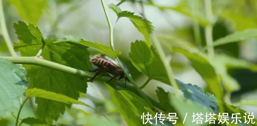 老顽童#他94岁,已经30年没出门了,种花养鸟,一副画卖上百万元