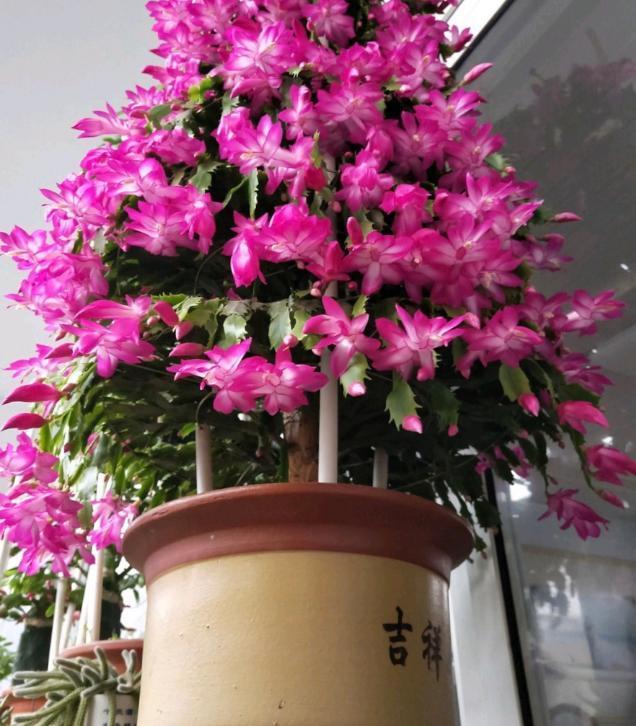 年宵花|阳台盆栽年宵花蟹爪兰,细节遵循4个要求,茎叶旺盛、开花多