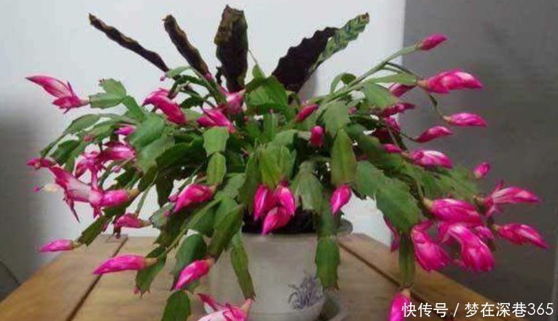 窍门|养花“有窍门”,往盆里撒点“它”,花卉长得旺,呼呼疯长!