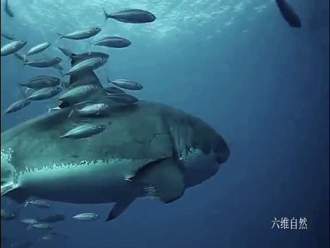 大白鲨 南非拍摄到一条迷人的大白鲨,吸引鱼群帮其去除角质,就像在鱼疗