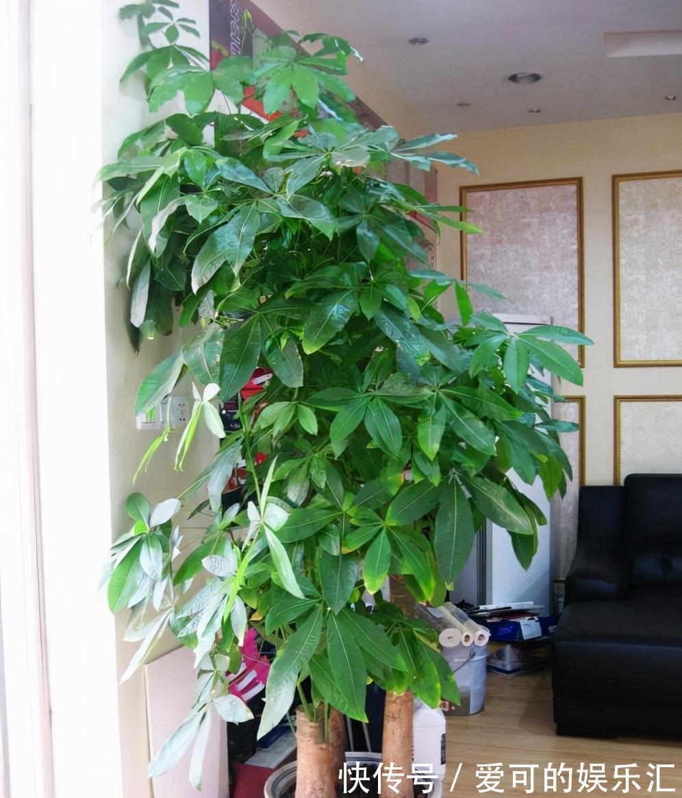 有名的“12种旺财花”,吉祥又大气,养成老桩更“旺家”