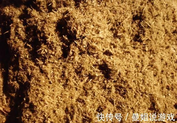 腐熟锯末养兰是个宝，该如何腐熟，怎样使用