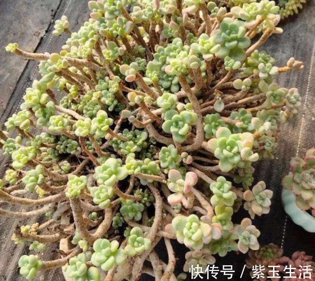 夏天|夏天养多肉,教你3个养护技巧,不再烂根化水