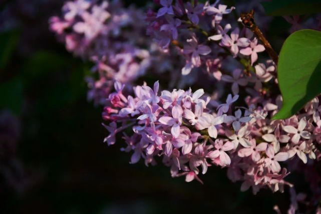 丁香之城|丁香节吃丁香酥，品味城市味道，感受传承百年的文化积淀！