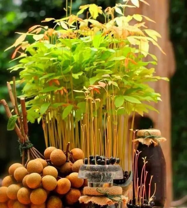 1粒花生丢水里,呼呼长成小森林,这艺术品给钱也不卖