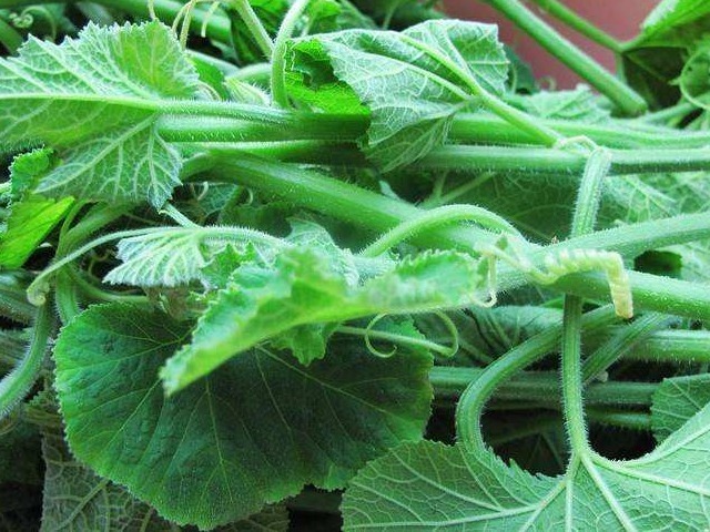 藤汁|一瓜藤,农村人吃厌了,城里人拼命吃,能治胃痛、去结石、降血压