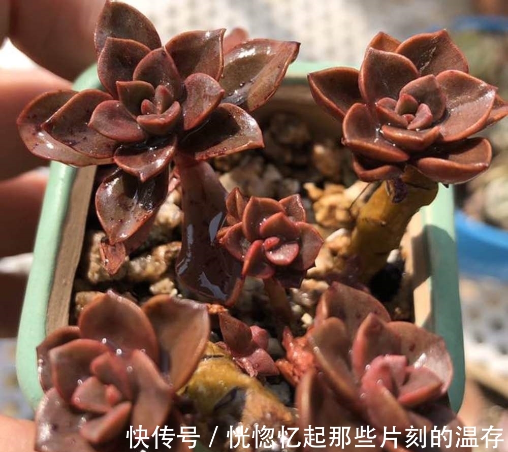 这一种多肉,很容易一头变多头,肥水跟上,茁壮又娇艳
