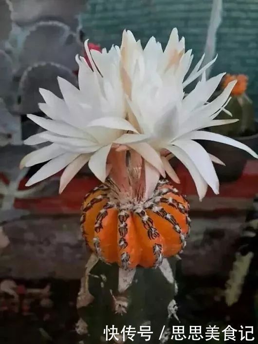 第一次见这么美的仙人掌花!大开眼界!