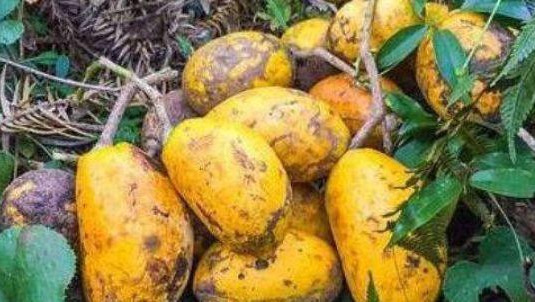 常吃|女性过了40岁常吃四种食物，补充营养、补益身体，好处多多