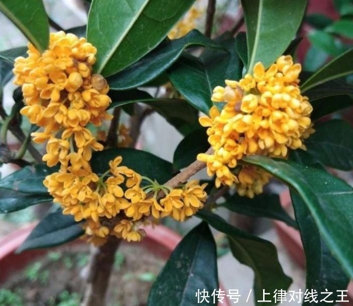 3种花最适合懒人养,越不管长得越旺,管的勤快黄叶又烂根