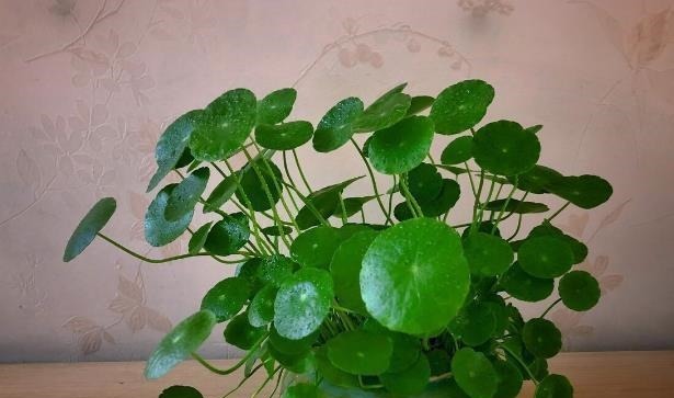 五种花天热特别能喝水,缺水叶子就发黄枯萎,别怕浇水多