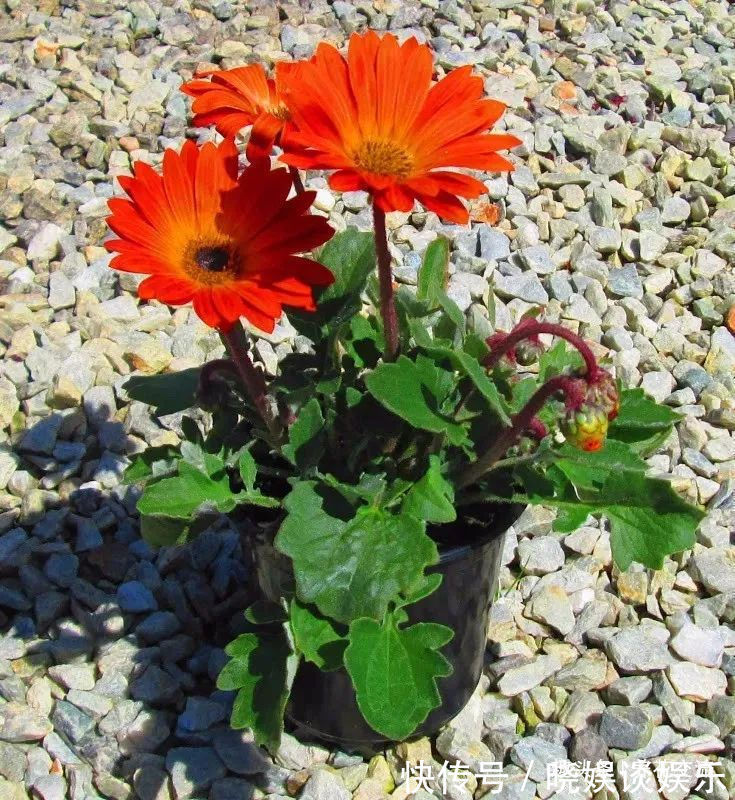 给家里多增添些热带风情,这12种红红火火的热带红花不可少