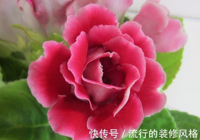 旱金莲|9月6日-9月21日，庭院选这几款花，耐旱又耐晒，花开大又艳