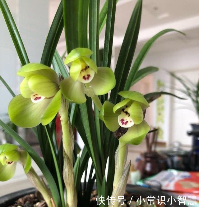 兰花喜阴、不喜光就“1点”误导了多少人,难怪兰花不开花!