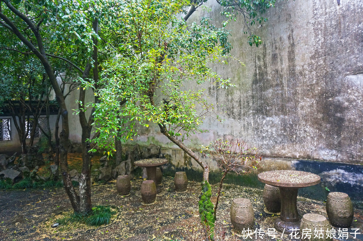 金桂不好养?四步教你养出一盆独一无二的桂花树,花开满枝头