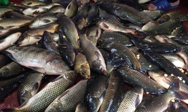 秋钓草边“三钓”、“三不钓”,用好了总有一次要爆护